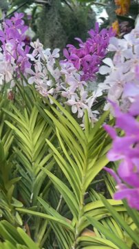 Vertical video of purple Vanda hybrid orchid flowers blooming in lush tropical garden setting.