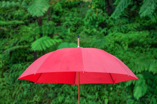 A bold red umbrella stands out vividly against the lush green backdrop of El Yunque National Forest, tropical rainforest.