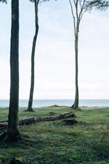 The Ghost Wood of Nienhagen at the Baltic Sea, Twisted Beech Trees in Bright Summer Light on the Coastal Cliff