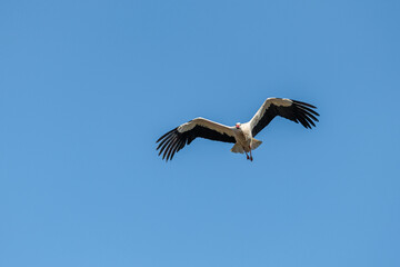 Fototapeta premium Common or White Stork, in frontal flight. Ciconia Ciconia.
