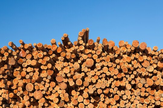 Freshly cut logs stacked in rows under a clear blue sky, ready for processing in Coos Bay, Oregon.