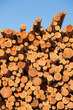 Freshly cut logs stacked at a lumber facility in Coos Bay, Oregon, against a clear blue sky.
