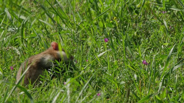 Hamster foraging in tall grass close up, angled camera view in a sunny meadow with wildflowers. Natural wildlife behavior, spring or summer outdoors, soft background.