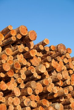 Freshly cut logs stacked at a lumber facility in Coos Bay, Oregon, against a clear blue sky.