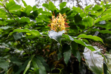 A leafy green kahili ginger plant with a yellow flower on top in Sao Miguel, Azores
