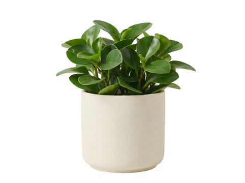Peperomia