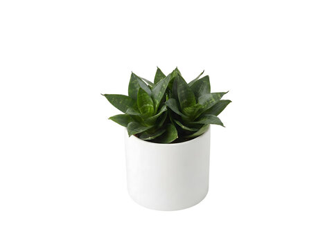 Sansevieria