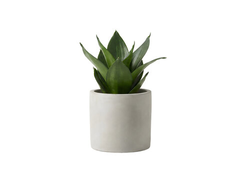 Sansevieria