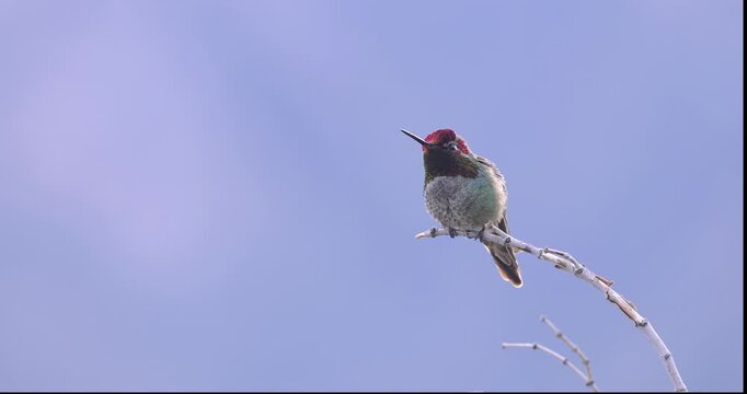 Anna's hummingbird perching and displaying its gorget in a desert plant