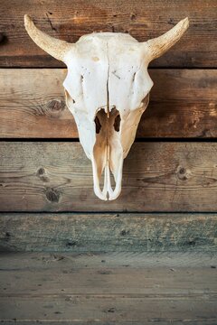 Cow skull with curved horns mounted on aged wooden planks. A western-themed rustic decor piece with copy space below.