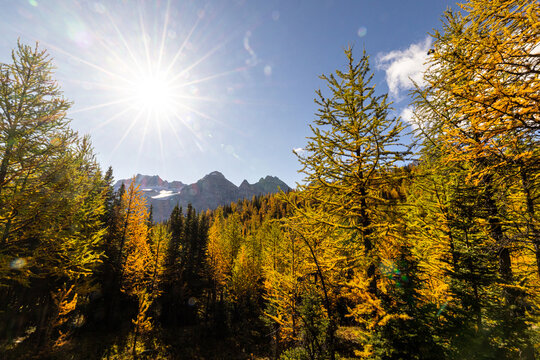 Larch valley trail near Moraine Lake.