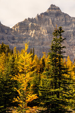 Larch valley trail near Moraine Lake.