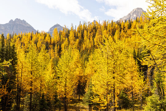 Larch valley trail near Moraine Lake.