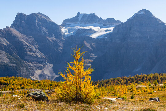 Larch valley trail near Moraine Lake.