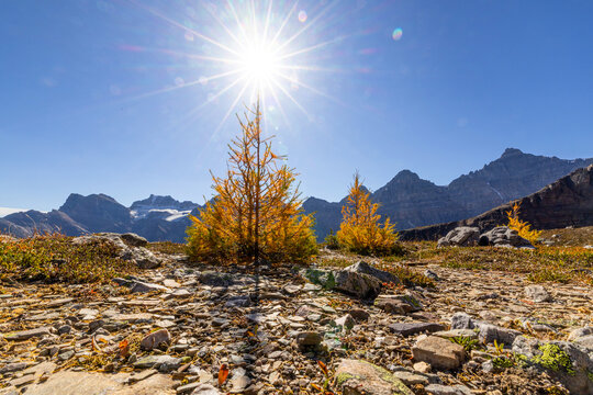 Larch valley trail near Moraine Lake.