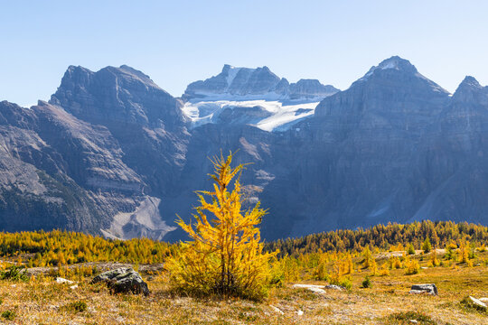 Larch valley trail near Moraine Lake.