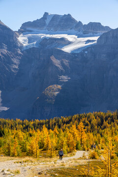 Larch valley trail near Moraine Lake.