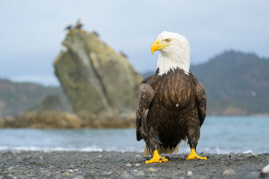 Bald Eagles Assembled in Kachemak Bay Winter Refuge