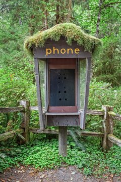 An old phone booth without a telephone, topped with moss and surrounded by lush greenery in Olympic National Park, Washington.