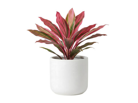 Moderne Dracaena