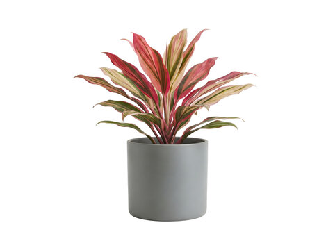 Moderne Dracaena