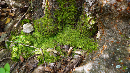 Obraz premium Natural Moss Background for Product Photography with Bright Green Texture