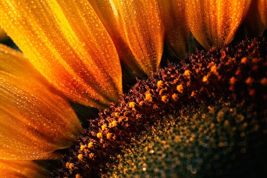 Sunflower Petal Base at Disc
Extreme macro where sunflower petal meets disc &mdash; a gradient from gold to brown, settled pollen dust and unmelted morning dew in raking early light.