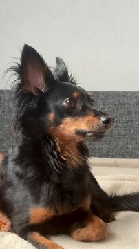 The happy young Prague rat trap Ratlik, the Lieben chamois is sitting on the couch at home. Vertical video 4k
