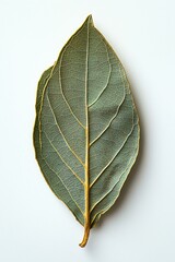 Single Fresh Bay Leaf on White Background for Culinary Use and Design