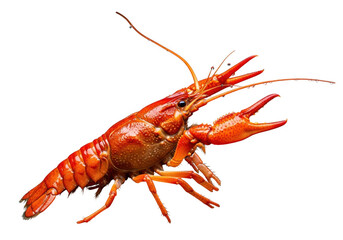 Bright red lobster on white background isolated on transparent background