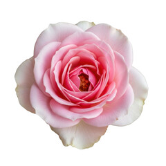 Fototapeta premium Delicate pink rose in full bloom isolated on transparent background