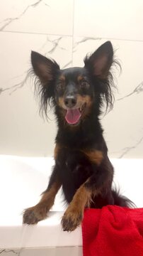 Ratlik, a happy young Prague rat trap, and the Lieben chamois are standing in the bathroom, after a walk, the owner washes the dog's paws. Vertical video 4k