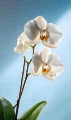 Obraz premium beautiful white orchid flower, with two flowers on the same stem