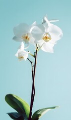 beautiful white orchid flower, with two flowers on the same stem