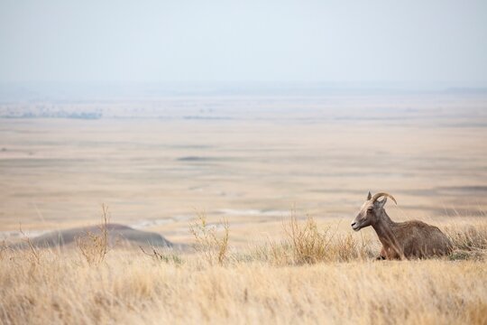 A bighorn sheep rests in golden prairie grass as the wide plains fade into the distance at Badlands National Park in South Dakota under a pale blue sky.