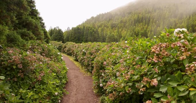 Walking on a path through a field of green hydrangea bloomed bushes with white flowers.