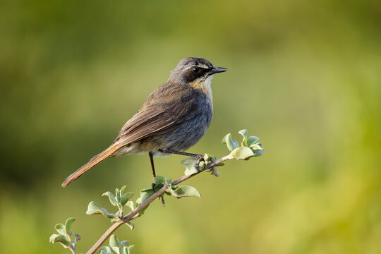 Cape Robin Chat, Cape robin-chat, Dessonornis caffer, perched on a thin branch., West Coast National Park,