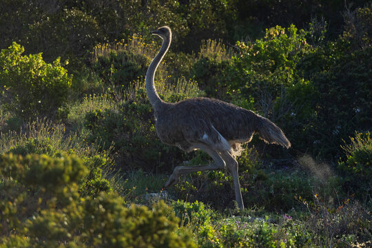 Female Ostrich on the Move in Cape Fynbos Landscape
West Coast National Park, Langebaan, Western Cape, South Africa