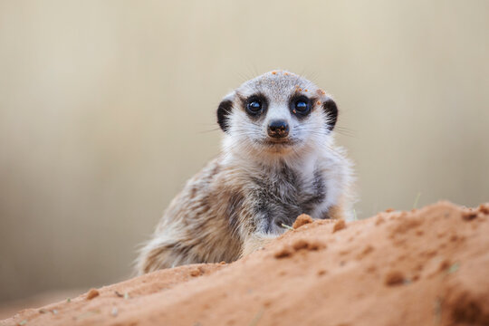 3-Month Old Meerkat, Suricata suricatta, a pup peering over a mound.