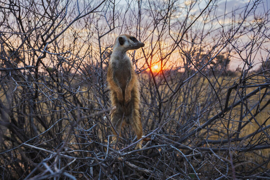 Meerkat, Suricata suricatta, a sentry on duty in a thicket of twigs at sunset.