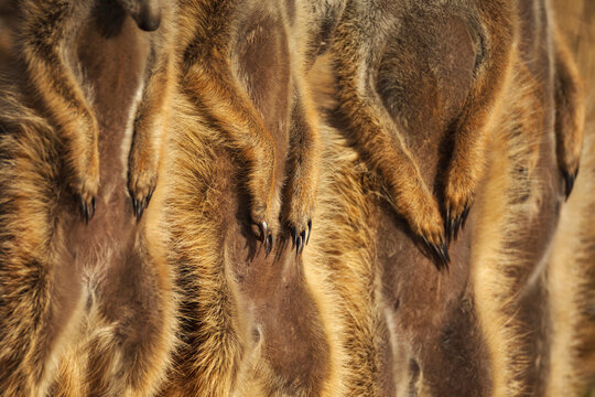 Meerkat, Suricata suricatta, a row of animals, claws on stomachs.