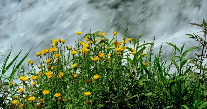grass and yellow flowers with river streams background