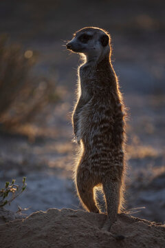Meerkat, Suricata suricatta, an alert upright animal shaking off dusk, outlined by light from behind.