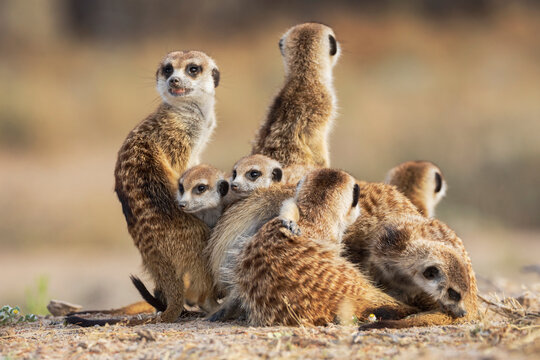 Meerkat, Suricata suricatta, a clan emerging from the burrow at dawn.
