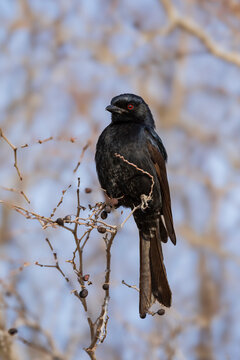 The fork-tailed drongo perched in the Kalahari, where the birds often hover over the meerkat mimicking their alarm calls to scare them into dropping food.