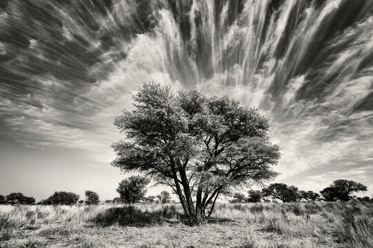 Kalahari Tree and Cirrus Clouds
Kalahari Research Center, Vanzylsrus, Northern Cape, South Africa