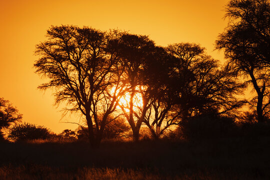 Kalahari Sunset
Kalahari Research Center, Vanzylsrus, Northern Cape, South Africa