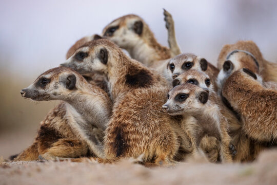 Meerkat, Suricata suricatta, a clan huddle at the end of the day at
Kalahari Research Center.