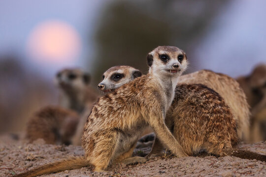 A clan of meerkats, Suricata suricatta, at moonrise, at the
Kalahari Research Center