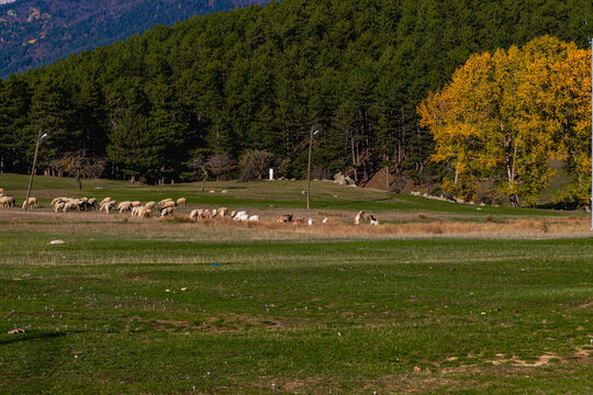 Sheep, lambs, and rams being prepared for the Muslim religious holiday of Eid al-Adha are grazing in the pasture.